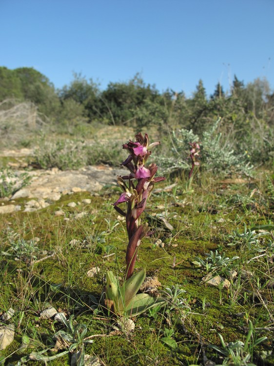 Anacamptis collina